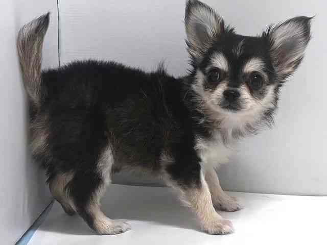 奈良県のチワワ(ロング) (ひごペットフレンドリー奈良パワーシティ店/2025年8月19日生まれ/女の子/ウルフホワイト)の子犬の3枚目の画像