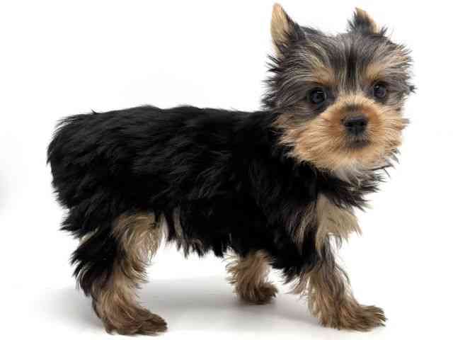 大阪府のヨークシャーテリア (ひごペットフレンドリーみのおキューズモール店/2025年8月17日生まれ/女の子/スチールブルータン)の子犬の3枚目の画像