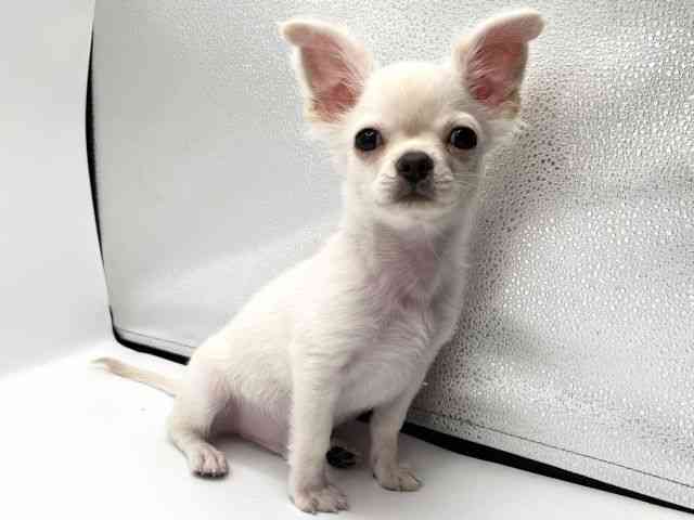 京都府のチワワ(ロング) (ひごペットフレンドリーイオンモール高の原店/2025年8月18日生まれ/男の子/クリーム)の子犬の3枚目の画像