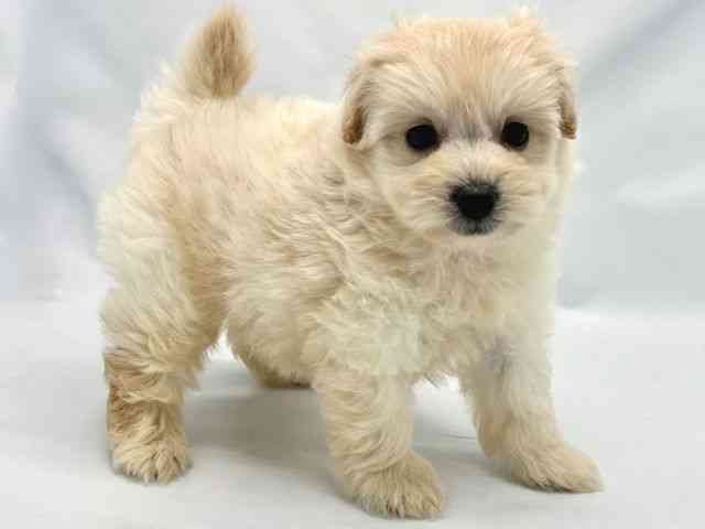 大阪府のポメプー(ポメラニアン×プードル) (ひごペットフレンドリーイトーヨーカドー津久野店/2025年8月19日生まれ/男の子/クリーム)の子犬の3枚目の画像