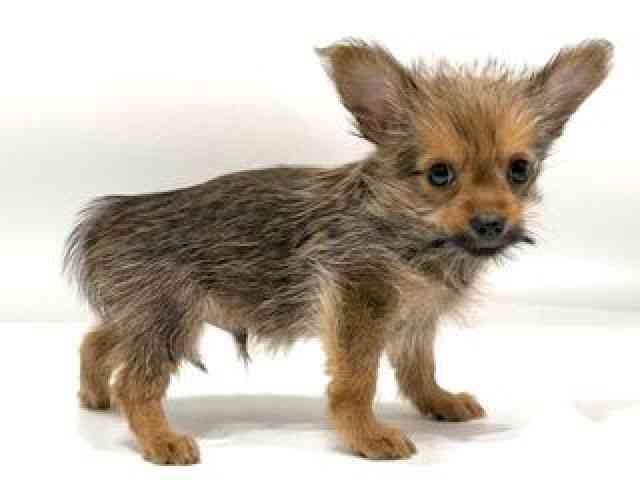 愛知県のポメキー(ポメラニアン×ヨークシャーテリア) (ひごペットフレンドリーヴィアモール アピタ江南西店/2025年8月18日生まれ/男の子/オレンジセーブル)の子犬の3枚目の画像