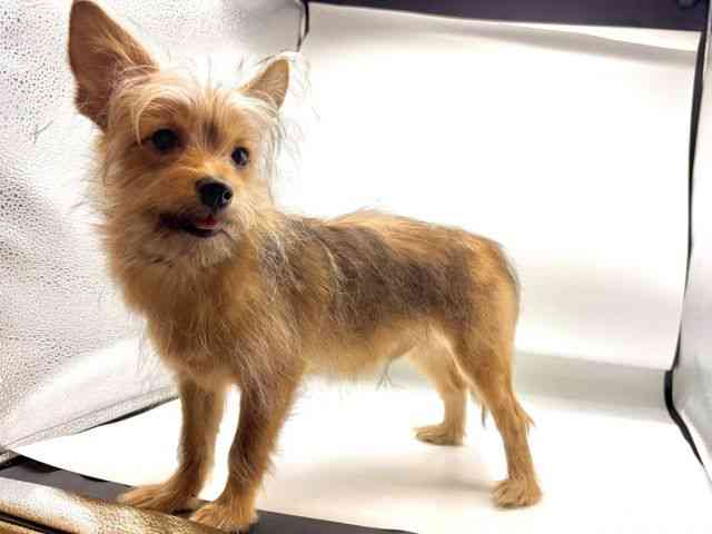 愛知県のポメキー(ポメラニアン×ヨークシャーテリア) (ひごペットフレンドリーヴィアモール アピタ江南西店/2025年8月18日生まれ/男の子/オレンジセーブル)の子犬の3枚目の画像