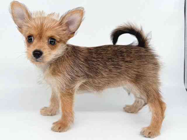 大阪府のポメキー(ポメラニアン×ヨークシャーテリア) (ひごペットフレンドリー瓜破店/2025年8月18日生まれ/女の子/オレンジセーブル)の子犬の3枚目の画像