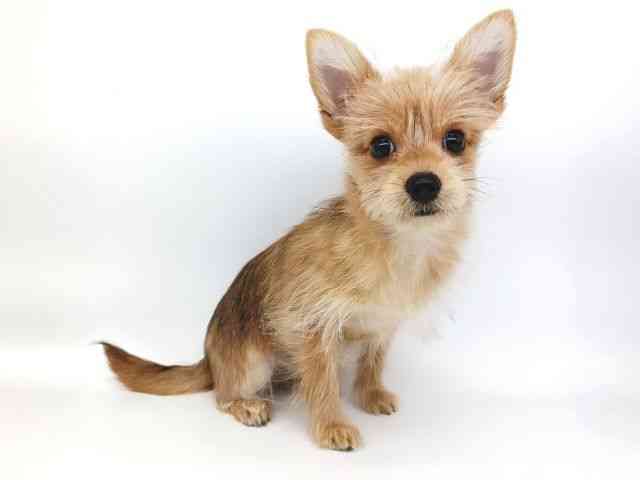 大阪府のポメキー(ポメラニアン×ヨークシャーテリア) (ひごペットフレンドリー泉ヶ丘店/2025年8月18日生まれ/女の子/オレンジセーブル)の子犬の3枚目の画像