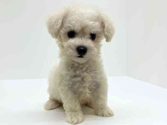 兵庫県のビションフリーゼ (ひごペットフレンドリーブルメールHAT神戸店/2025年8月19日生まれ/男の子/ホワイト)の子犬の3枚目の画像