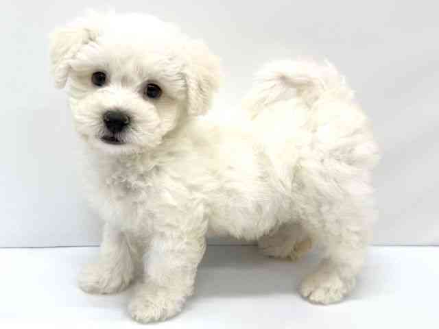 大阪府のビションフリーゼ (ひごペットフレンドリーイオンタウン茨木太田店/2025年8月12日生まれ/男の子/ホワイト)の子犬の3枚目の画像