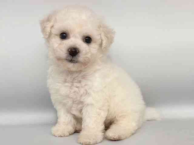 大阪府のビションフリーゼ (ひごペットフレンドリー岸和田店/2025年8月12日生まれ/女の子/ホワイト)の子犬の3枚目の画像