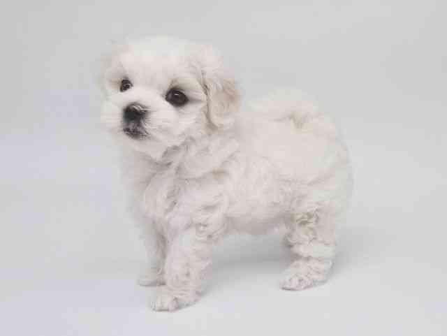 大阪府のマルチーズ (ひごペットフレンドリー泉ヶ丘店/2025年8月19日生まれ/女の子/ホワイト)の子犬の3枚目の画像