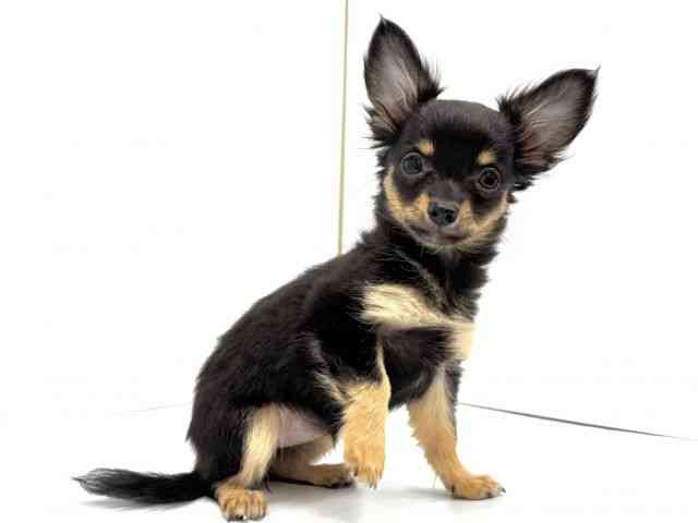 大阪府のチワワ(ロング) (ひごペットフレンドリーイオンタウン茨木太田店/2025年8月17日生まれ/女の子/ブラックホワイトタン)の子犬の3枚目の画像