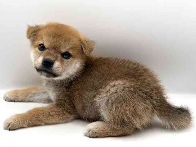 京都府の柴犬(標準サイズ) (ひごペットフレンドリーイオンモール高の原店/2025年8月19日生まれ/男の子/赤)の子犬の3枚目の画像