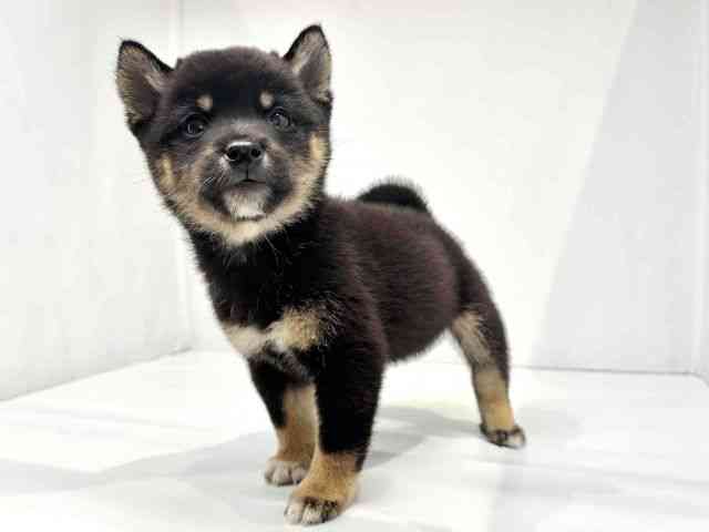 大阪府の柴犬(標準サイズ) (ひごペットフレンドリーセブンパーク天美店/2025年8月14日生まれ/男の子/黒)の子犬の3枚目の画像