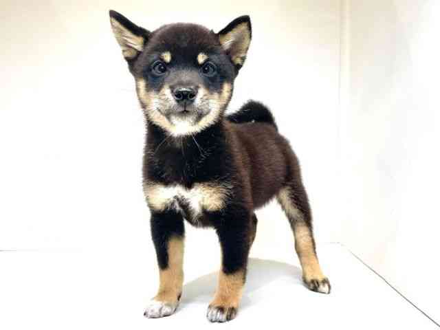 大阪府の柴犬(標準サイズ) (ひごペットフレンドリーセブンパーク天美店/2025年8月14日生まれ/男の子/黒)の子犬の3枚目の画像