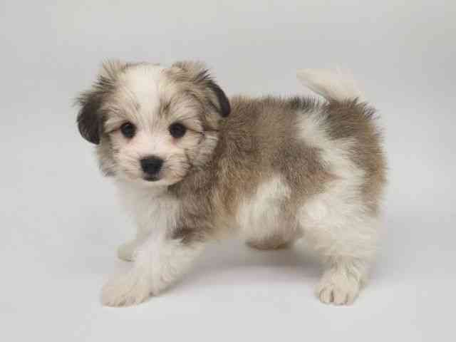 大阪府のハーフ犬・ミックス犬 (ひごペットフレンドリー泉ヶ丘店/2025年8月17日生まれ/男の子/ホワイトブラウン)の子犬の3枚目の画像