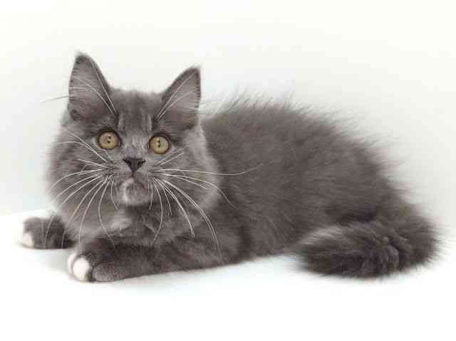 大阪府のマンチカン (ひごペットフレンドリーいこらもーる泉佐野店/2025年8月20日生まれ/男の子/ブルーホワイト)の子猫の3枚目の画像