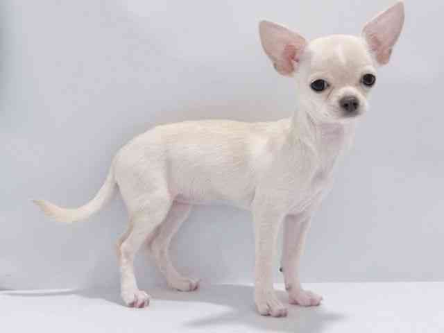 大阪府のチワワ(スムース) (ひごペットフレンドリーイズミヤショッピングセンター千里丘店/2025年8月14日生まれ/女の子/クリーム)の子犬の3枚目の画像