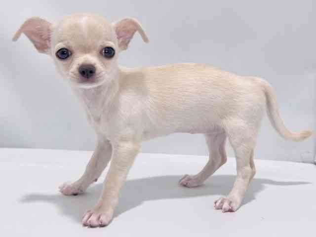 大阪府のチワワ(スムース) (ひごペットフレンドリーイズミヤショッピングセンター千里丘店/2025年8月14日生まれ/女の子/クリーム)の子犬の3枚目の画像