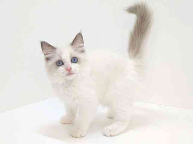大阪府のラグドール (ひごペットフレンドリーいこらもーる泉佐野店/2025年8月14日生まれ/女の子/ブルーポイントバイカラー)の子猫の3枚目の画像