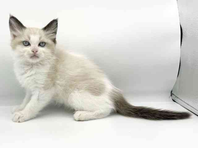 大阪府のラグドール (ひごペットフレンドリーららぽーとEXPOCITY店/2025年8月14日生まれ/女の子/シールポイントバイカラー)の子猫の3枚目の画像