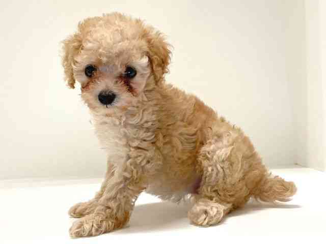 兵庫県のトイプードル(トイ) (ひごペットフレンドリーイトーヨーカドー明石店/2025年8月19日生まれ/女の子/クリーム)の子犬の3枚目の画像