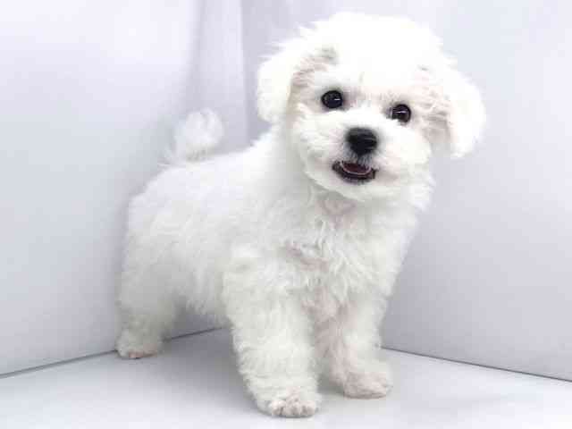 兵庫県のビションフリーゼ (ひごペットフレンドリーイオンタウン加古川店/2025年8月20日生まれ/男の子/ホワイト)の子犬の3枚目の画像