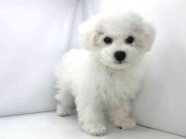 兵庫県のビションフリーゼ (ひごペットフレンドリーイオンタウン加古川店/2025年8月20日生まれ/男の子/ホワイト)の子犬の3枚目の画像