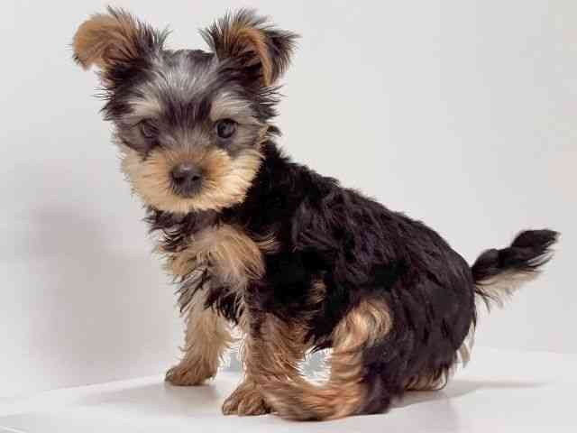 奈良県のヨークシャーテリア (ひごペットフレンドリーイオンモール橿原ウエスト・ビレッジ店/2025年8月14日生まれ/男の子/スチールブルータン)の子犬の3枚目の画像