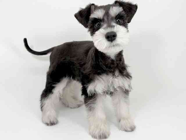 京都府のミニチュアシュナウザー (ひごペットフレンドリーイズミヤショッピングセンター八幡店/2025年8月19日生まれ/女の子/ブラックシルバー)の子犬の3枚目の画像