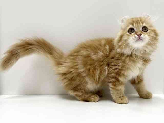 愛知県のアメリカンカール (ひごペットフレンドリーららぽーと名古屋みなとアクルス店/2025年8月20日生まれ/男の子/レッドタビー)の子猫の3枚目の画像