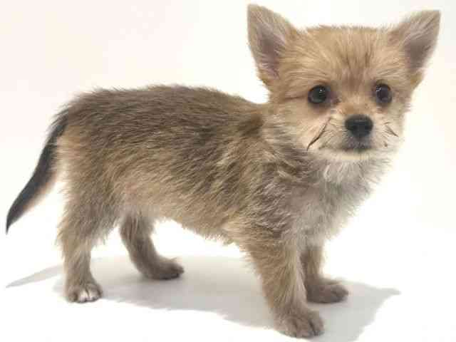 大阪府のポメキー(ポメラニアン×ヨークシャーテリア) (ひごペットフレンドリーイオン高槻店/2025年8月21日生まれ/女の子/オレンジ)の子犬の3枚目の画像