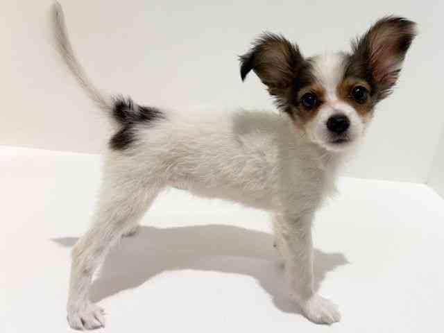 大阪府のパピヨン (ひごペットフレンドリーイオン高槻店/2025年8月20日生まれ/女の子/ホワイトブラウン)の子犬の3枚目の画像