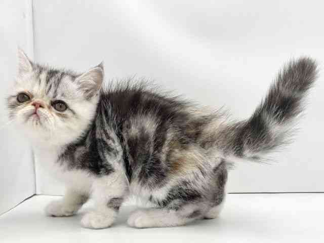 兵庫県のエキゾチック (ひごペットフレンドリークラウンパーク伊丹店/2025年8月20日生まれ/女の子/ブルーシルバーパッチドタビーホワイト)の子猫の3枚目の画像