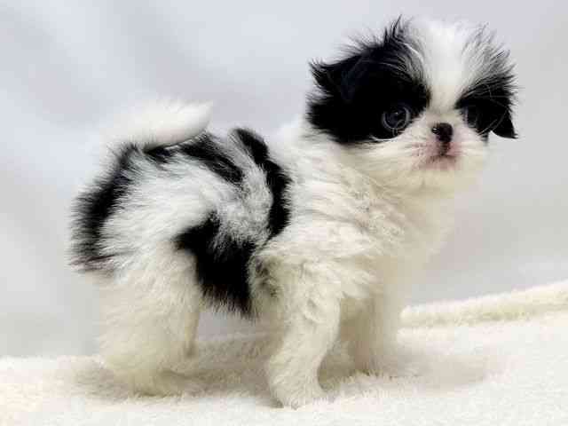 広島県の狆 (ひごペットフレンドリーゆめタウン廿日市店/2025年8月20日生まれ/男の子/白黒)の子犬の3枚目の画像