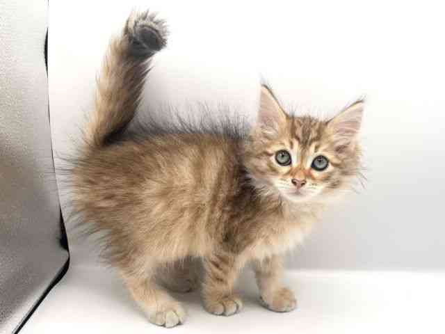 京都府のサイベリアン (ひごペットフレンドリーイオンモール高の原店/2025年8月9日生まれ/男の子/ブラウンマッカレルタビー)の子猫の3枚目の画像