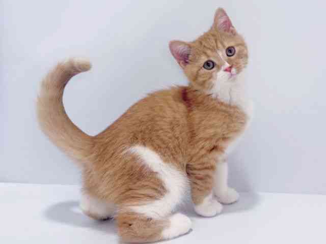 大阪府のスコティッシュフォールド (ひごペットフレンドリーイズミヤショッピングセンター千里丘店/2025年8月5日生まれ/男の子/レッドタビーホワイト)の子猫の3枚目の画像