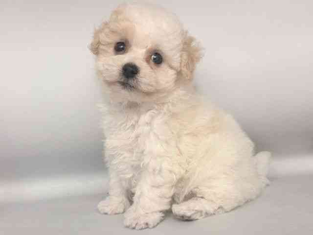 大阪府のビションプー(ビションフリーゼ×プードル) (ひごペットフレンドリー岸和田店/2025年8月19日生まれ/女の子/クリームホワイト)の子犬の3枚目の画像