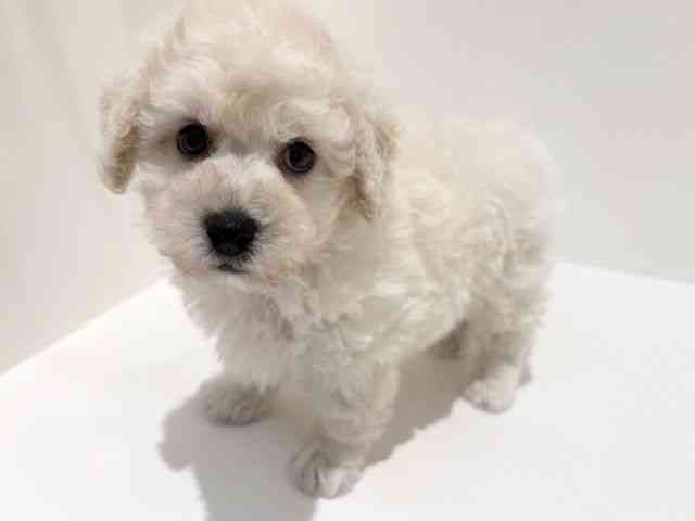 大阪府のビションプー(ビションフリーゼ×プードル) (ひごペットフレンドリーイオン高槻店/2025年8月19日生まれ/男の子/クリームホワイト)の子犬の3枚目の画像