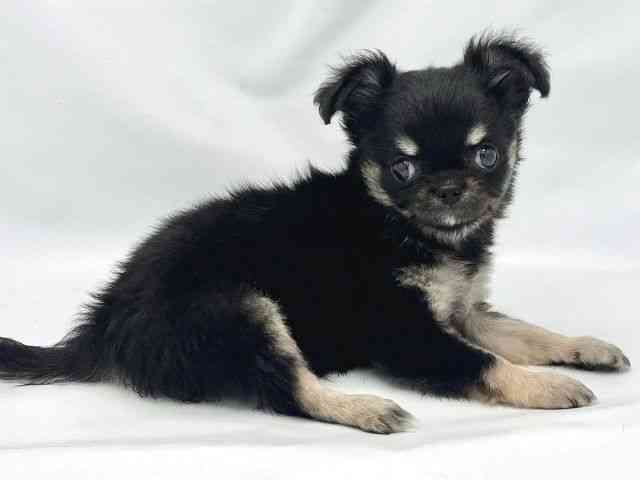 大阪府のチワワ(ロング) (ひごペットフレンドリーイトーヨーカドー津久野店/2025年8月20日生まれ/女の子/ブラックタン)の子犬の3枚目の画像