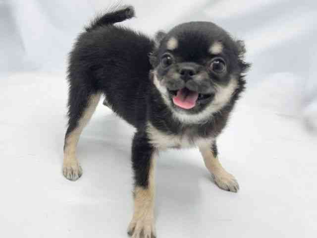 大阪府のチワワ(ロング) (ひごペットフレンドリーイトーヨーカドー津久野店/2025年8月20日生まれ/女の子/ブラックタン)の子犬の3枚目の画像