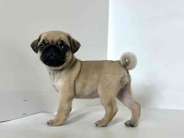 大阪府のパグ (ひごペットフレンドリーアクロスプラザ住之江店/2025年8月20日生まれ/女の子/フォーン)の子犬の3枚目の画像