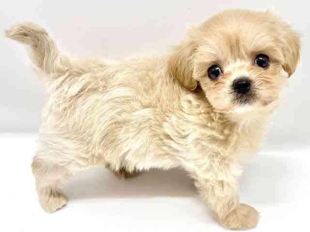 大阪府のハーフ犬・ミックス犬 (ひごペットフレンドリーイオンタウン豊中庄内店/2025年8月20日生まれ/男の子/クリーム)の子犬の3枚目の画像