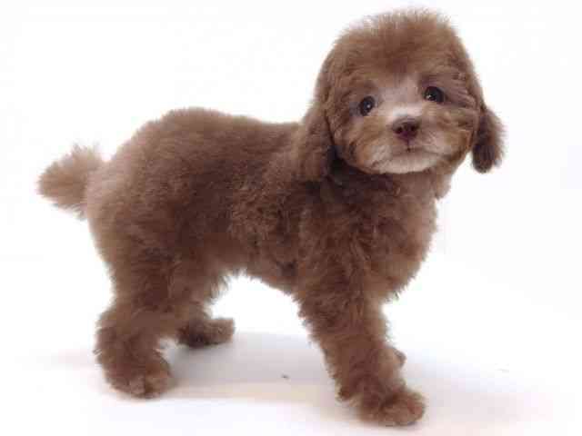 大阪府のトイプードル(トイ) (ひごペットフレンドリーいこらもーる泉佐野店/2025年8月21日生まれ/男の子/シルバーベージュ)の子犬の3枚目の画像