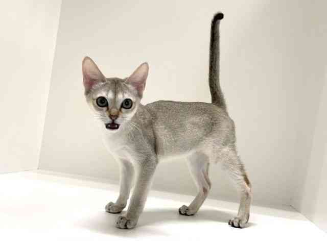 兵庫県のシンガプーラ (ひごペットフレンドリーイトーヨーカドー明石店/2025年7月17日生まれ/女の子/セピアアグーティ)の子猫の3枚目の画像