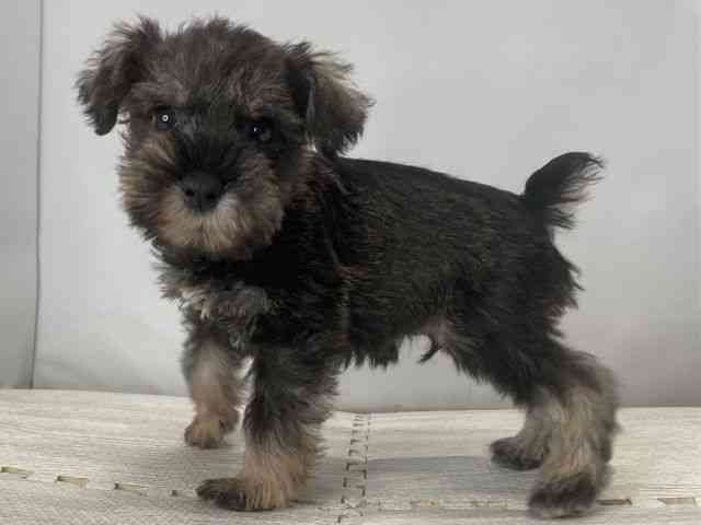 島根県のミニチュアシュナウザー (ひごペットフレンドリーイオンモール出雲店/2025年8月8日生まれ/男の子/ソルトペッパー)の子犬の3枚目の画像