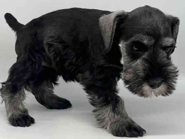 徳島県のミニチュアシュナウザー (ひごペットフレンドリーゆめタウン徳島店/2025年8月19日生まれ/女の子/ソルトペッパー)の子犬の3枚目の画像