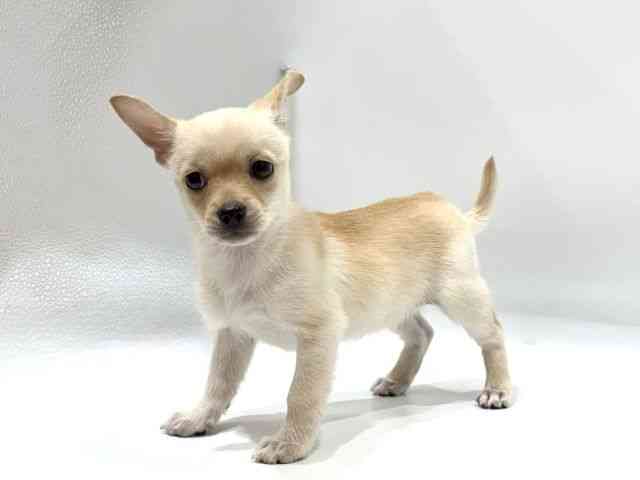 愛知県のチワプー/プーチー(チワワ×プードル) (ひごペットフレンドリーヴィアモール アピタ江南西店/2025年8月23日生まれ/女の子/クリーム)の子犬の3枚目の画像