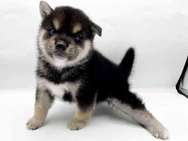 奈良県の柴犬(標準サイズ) (ひごペットフレンドリートナリエ大和高田店/2025年8月23日生まれ/男の子/黒)の子犬の3枚目の画像