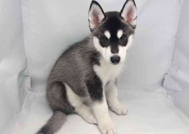 鳥取県のシベリアンハスキー (ひごペットフレンドリーイオンモール鳥取北店/2025年8月23日生まれ/男の子/ブラックホワイト)の子犬の3枚目の画像