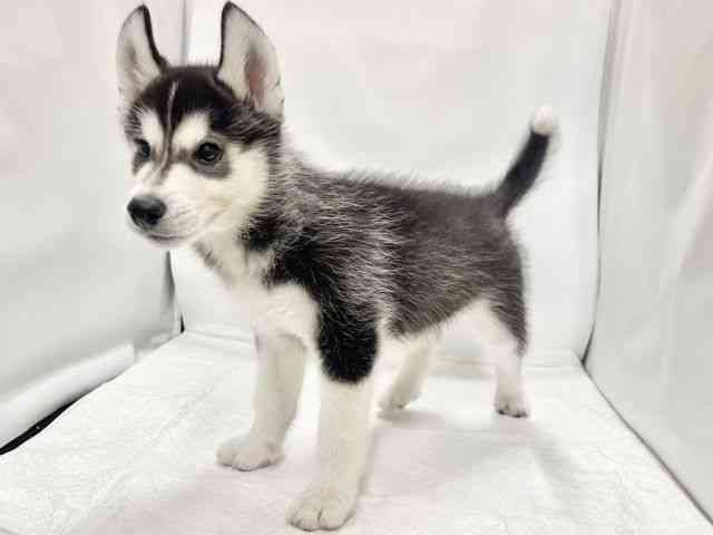 高知県のシベリアンハスキー (ひごペットフレンドリーイオンモール高知店/2025年8月23日生まれ/男の子/ブラックホワイト)の子犬の3枚目の画像