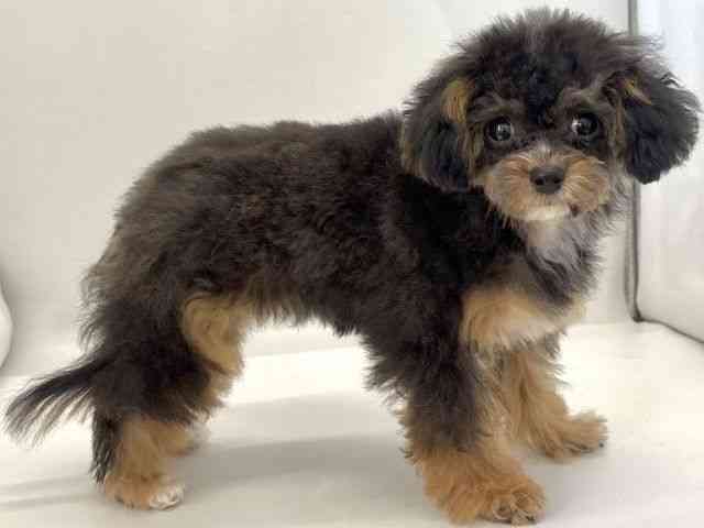 京都府のチワプー/プーチー(チワワ×プードル) (ひごペットフレンドリー京都店/2025年8月23日生まれ/女の子/ブラックタンホワイト)の子犬の3枚目の画像