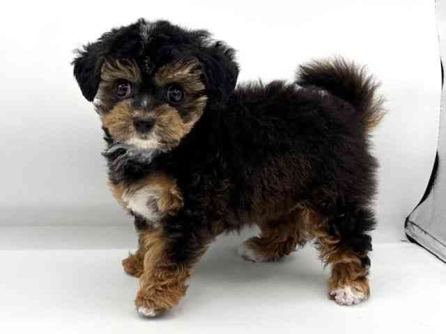 大阪府のチワプー/プーチー(チワワ×プードル) (ひごペットフレンドリーららぽーとEXPOCITY店/2025年8月23日生まれ/女の子/ブラックタンホワイト)の子犬の3枚目の画像